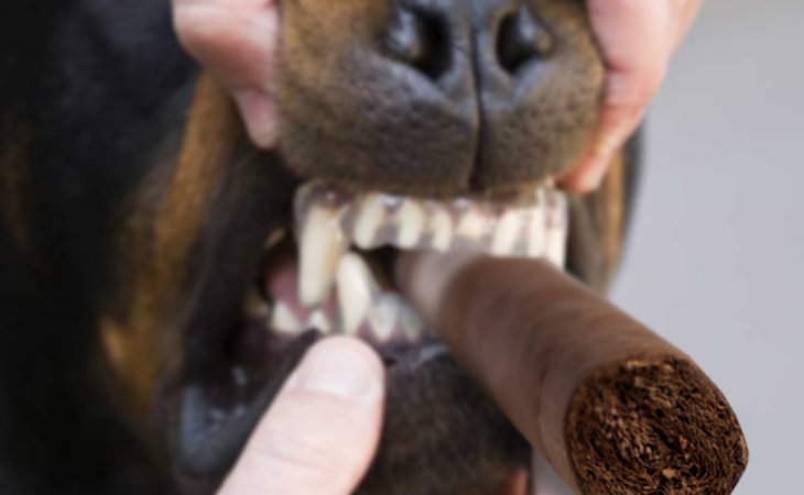 cutting a cigar