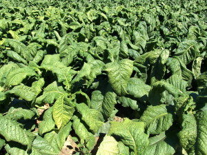Tobacco
